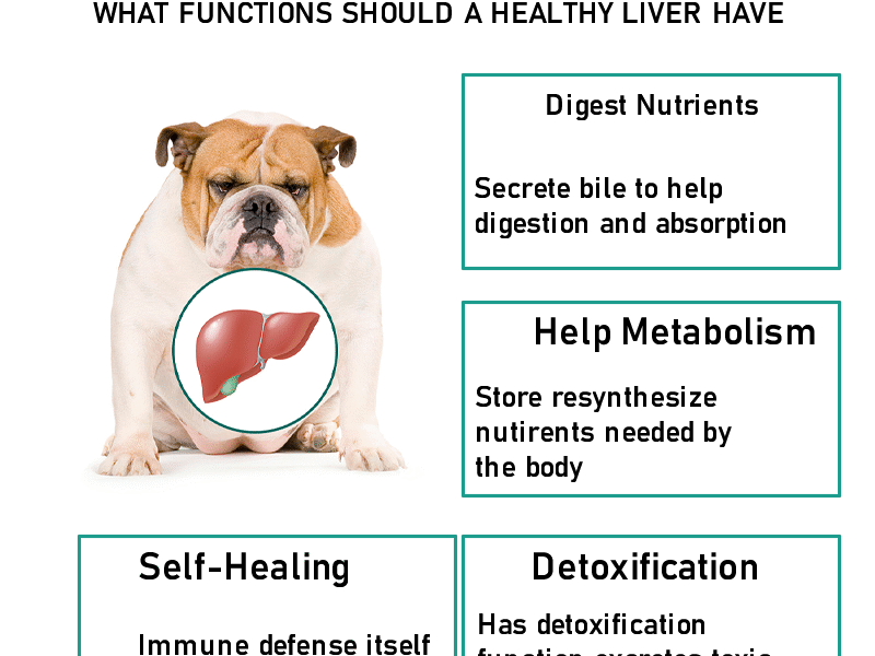 Dog Liver Care Presciption Food