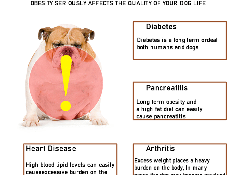 Dog Low Fat Digestible Prescription Food