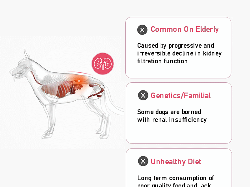 Dog kidney Care Precription Food