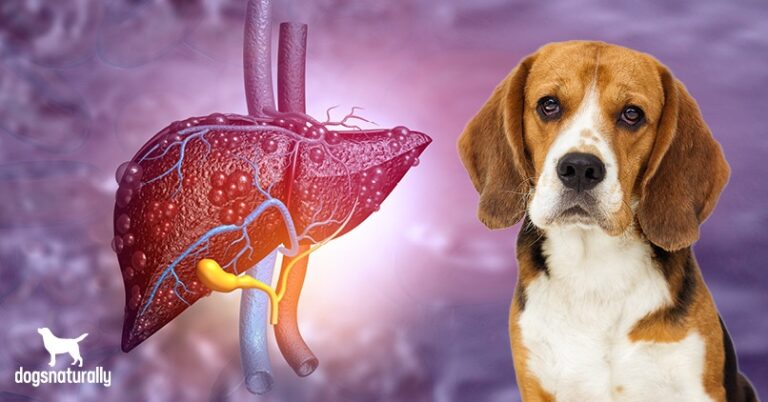 Supporting Your Dog’s Liver Health with Nutrition
